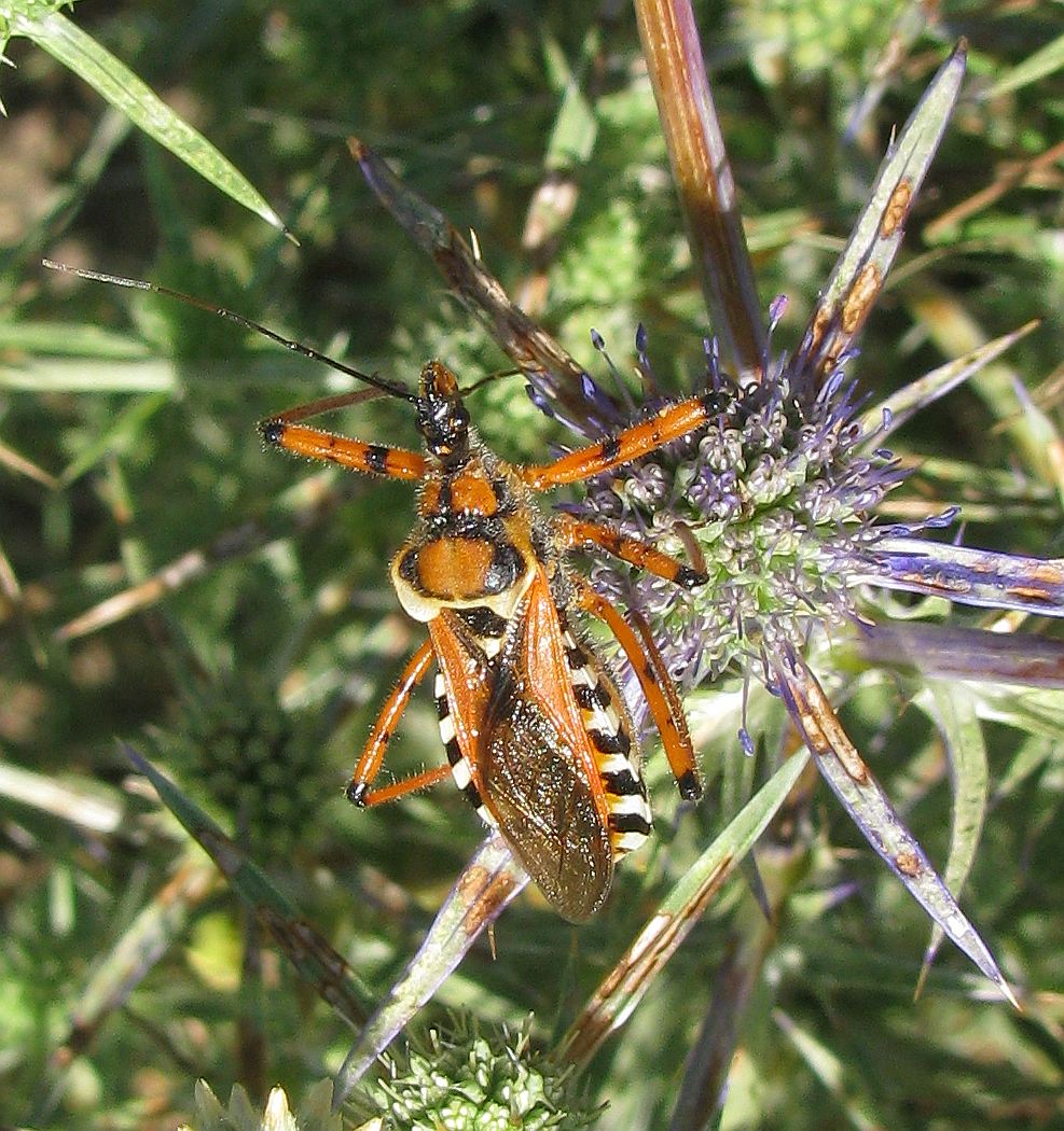 Reduviidae: Rhynocoris punctiventris della Turchia